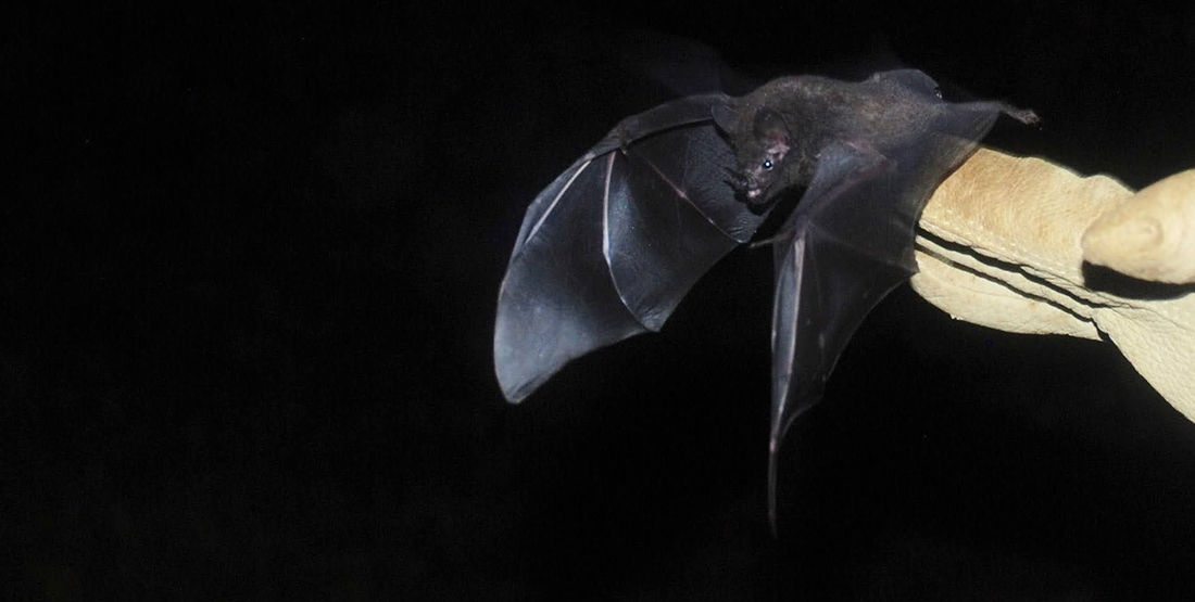 A bat flying out from a person's gloved hands at night