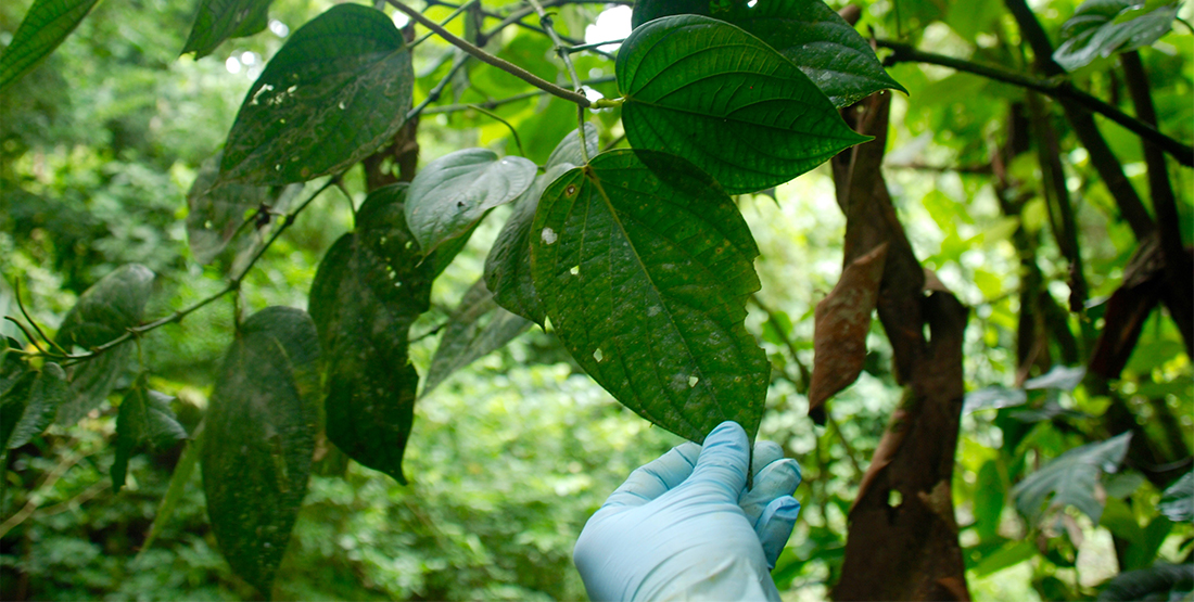 a closeup of a gloved hand holding pepper plant leaves in the rainforest