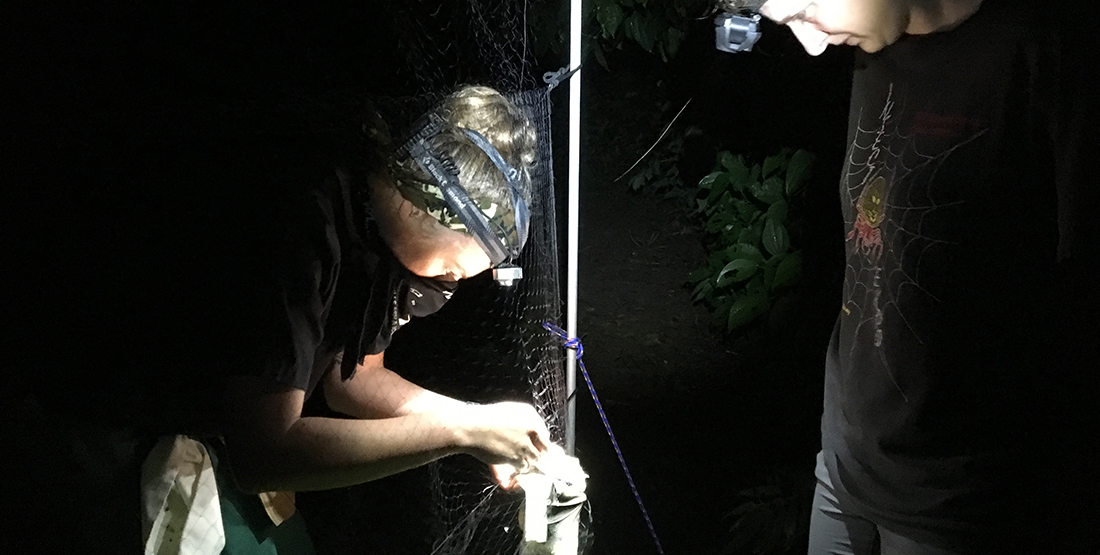 Two people holding releasing a bat from a net in the dark