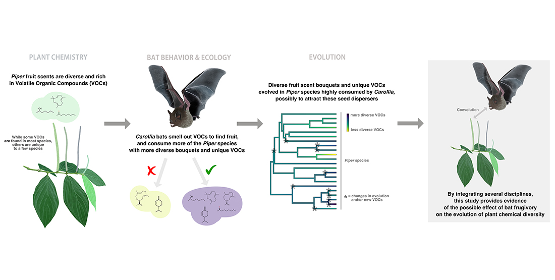 An infographic with photos of pepper plants, bats, and chemical compounds that reads: Piper fruit scents are rich in Volatile Organic Compounds (VOCs). Carollia bats smell out VOCs to find fruit, and consume more of the Piper species with complex and unique VOCs. Diverse fruit bouquets and unique vocs evolved in piper species highly consumed by Carollia possibly to attract these seed dispersers. 