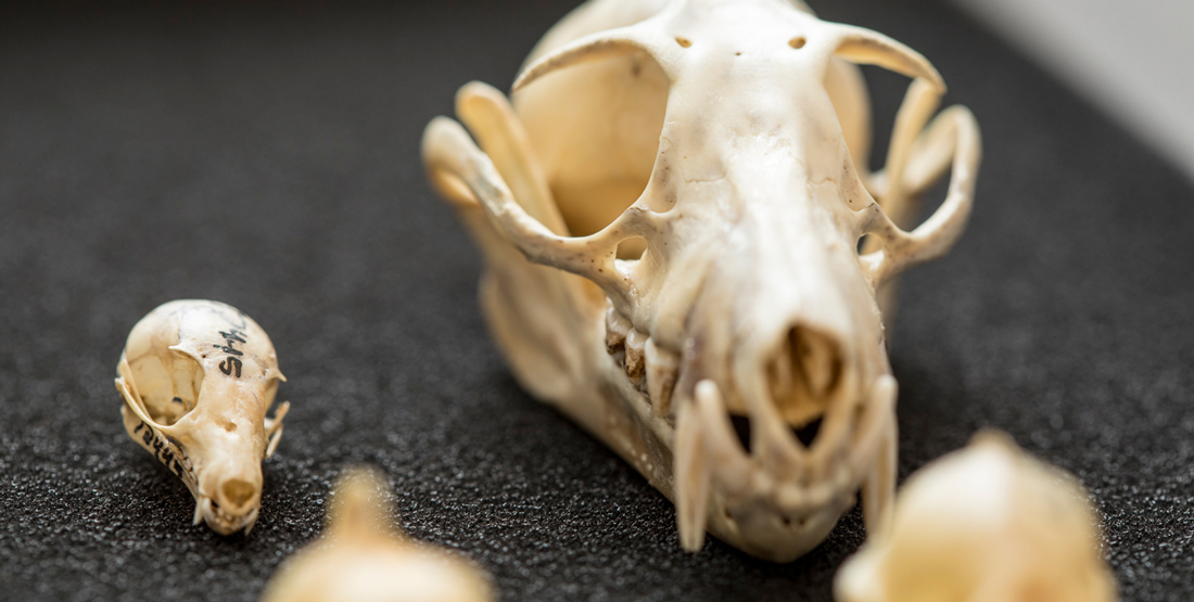 a very large bat skull next to several much smaller skulls