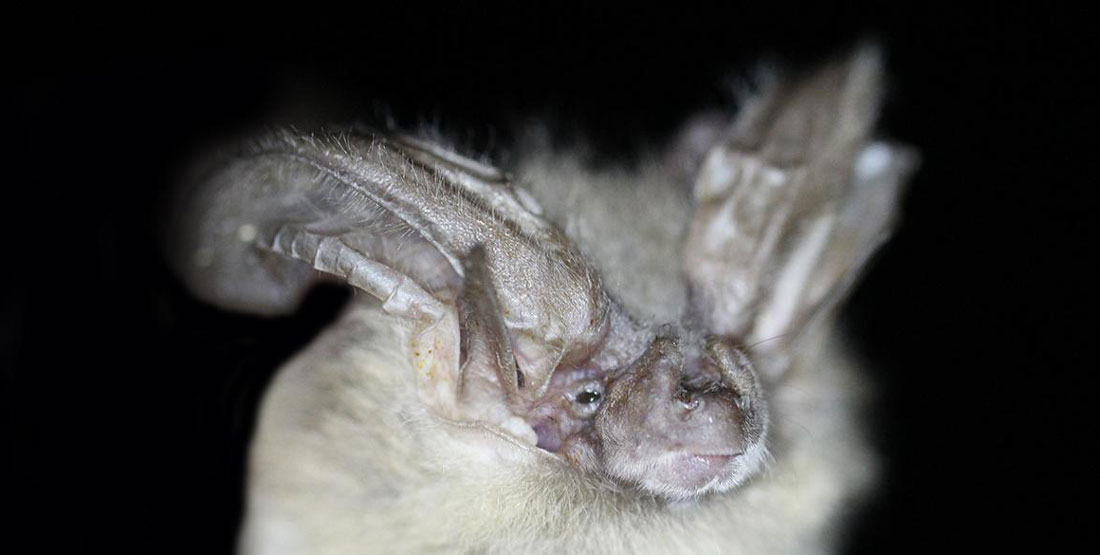 a closeup of a furry bat