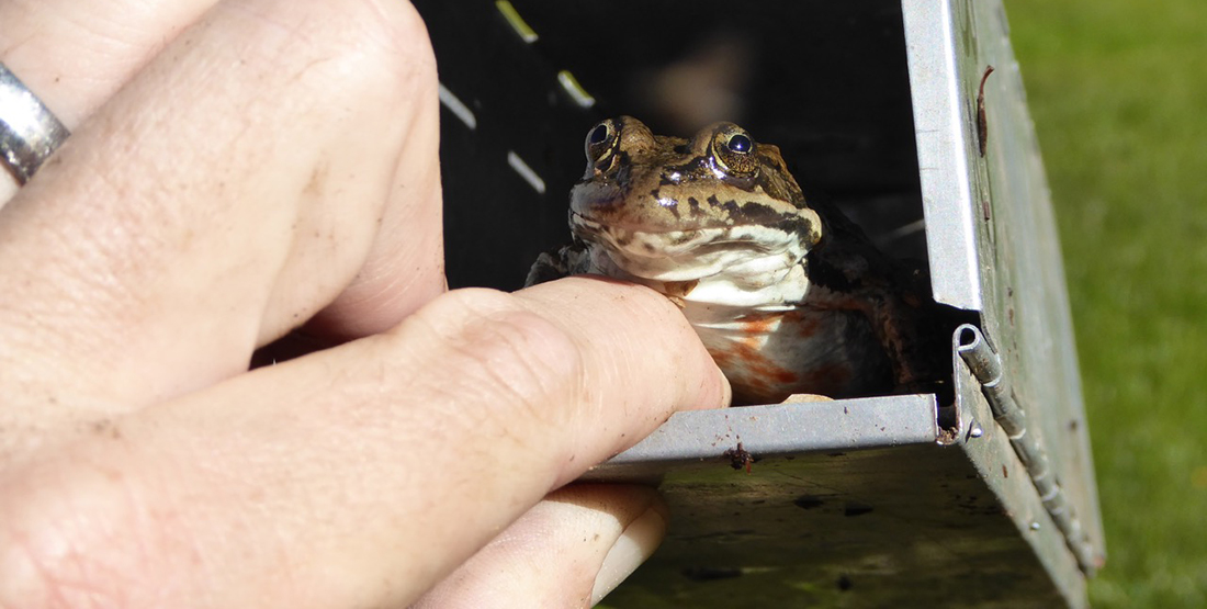 A close up view of a live frog in a metal trap