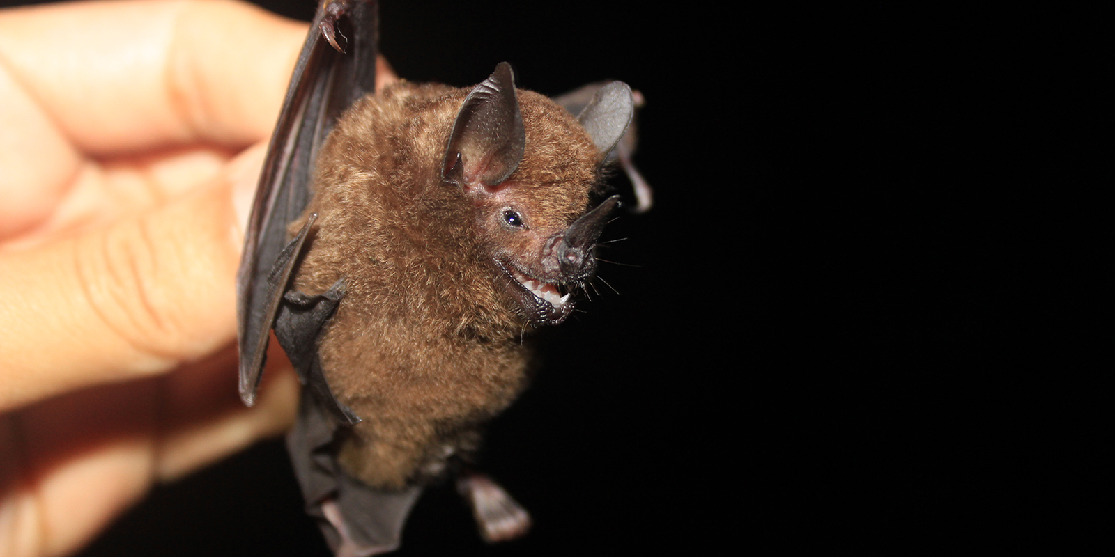 A close up view of the Carollia castanea bat