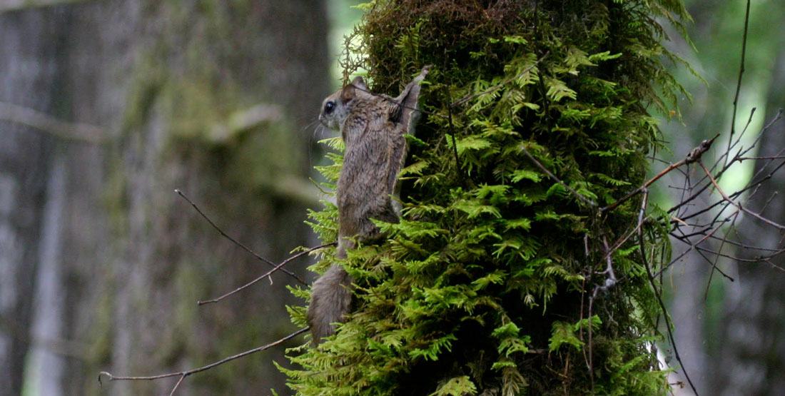 a flying squirrel sits on a tree in a dense forest