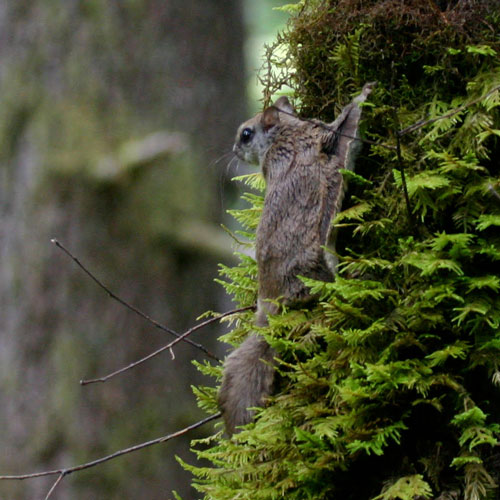 https://www.burkemuseum.org/sites/default/files/images/biology/mammalogy/flying-squirrel-500x500.jpg