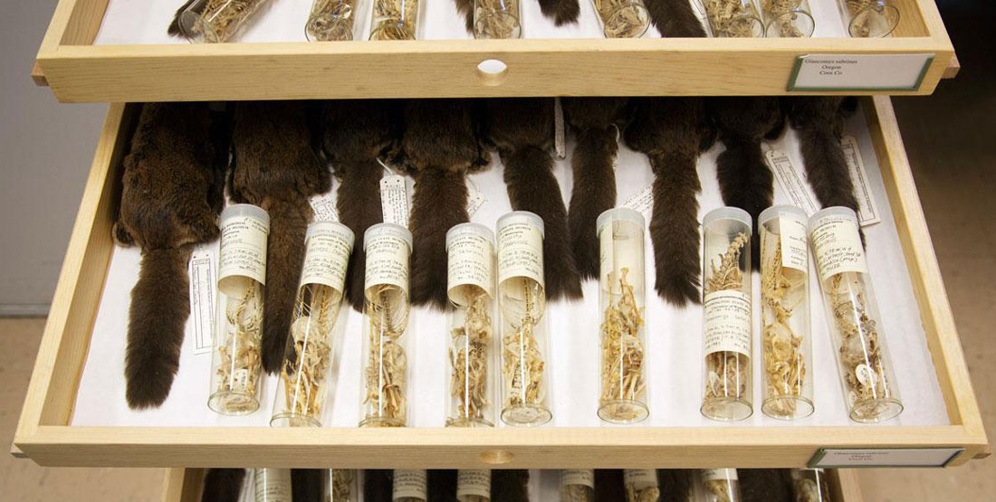 an open museum drawer showing numerous specimens of flying squirrels
