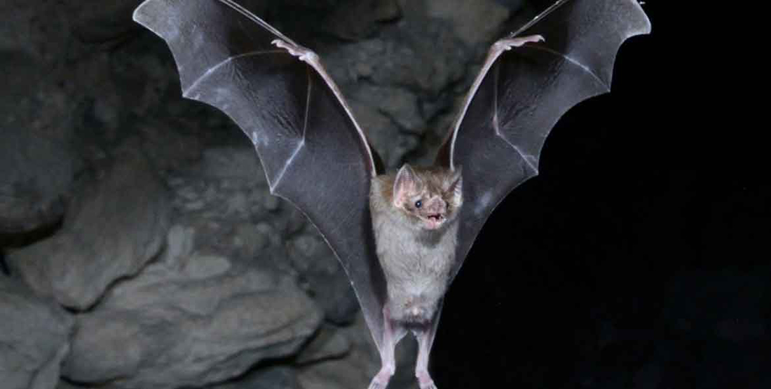 bat with wings spread
