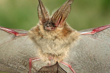 A close up view of a live bat with its wings spread