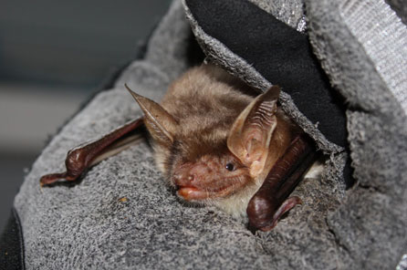 A close up view of a bat being held in a gloved hand