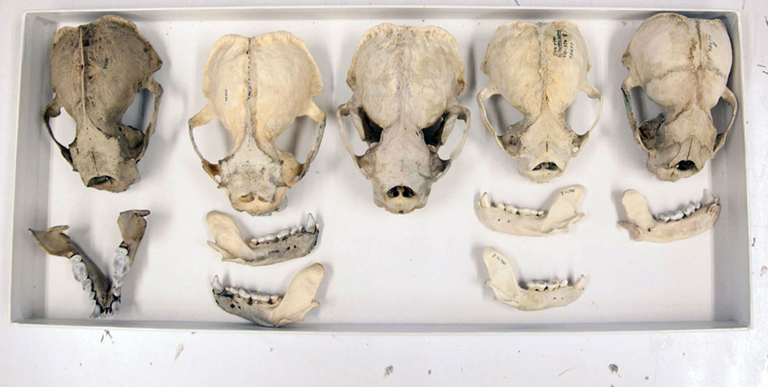 A group of sea otter jaws in a collections jaw