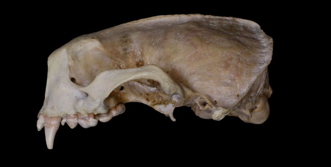 A close up view of a sea otter jaw