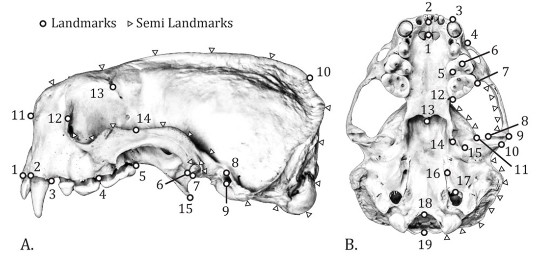 An illustration of a sea otter skull and jaw