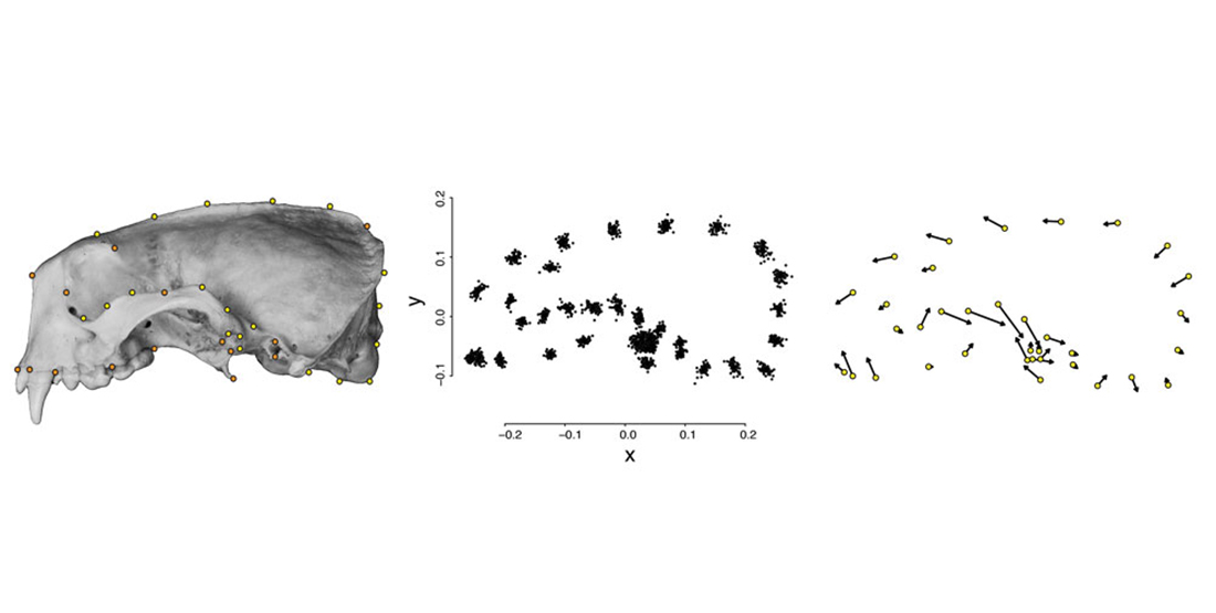 A scientific illustration of a sea otter jaw