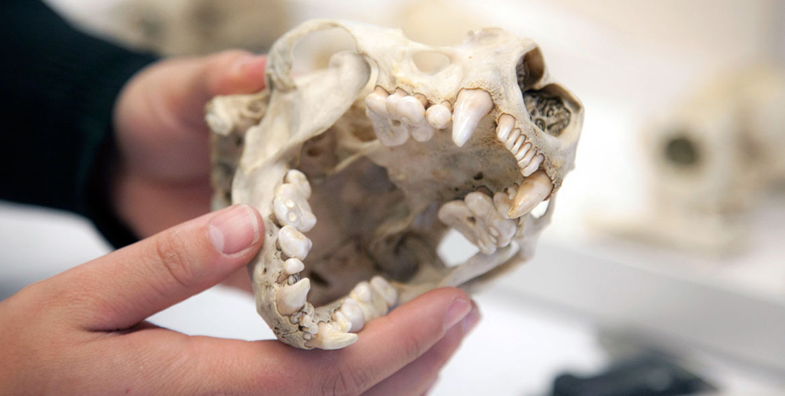 A close up view of sea otter teeth inside a sea otter skull