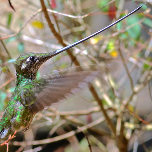 close up of a hummingbird with its tongue out