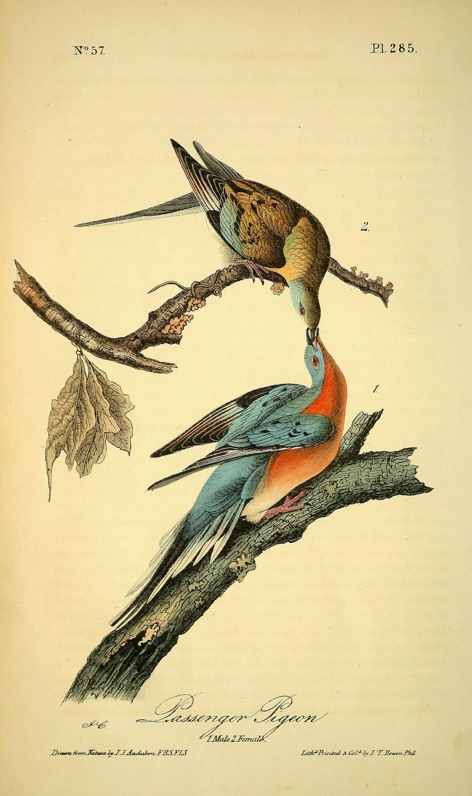 Illustration of passenger pigeons 