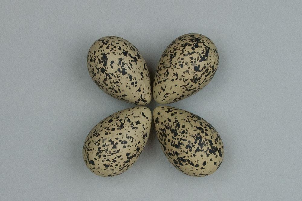 a set of four avocet eggs