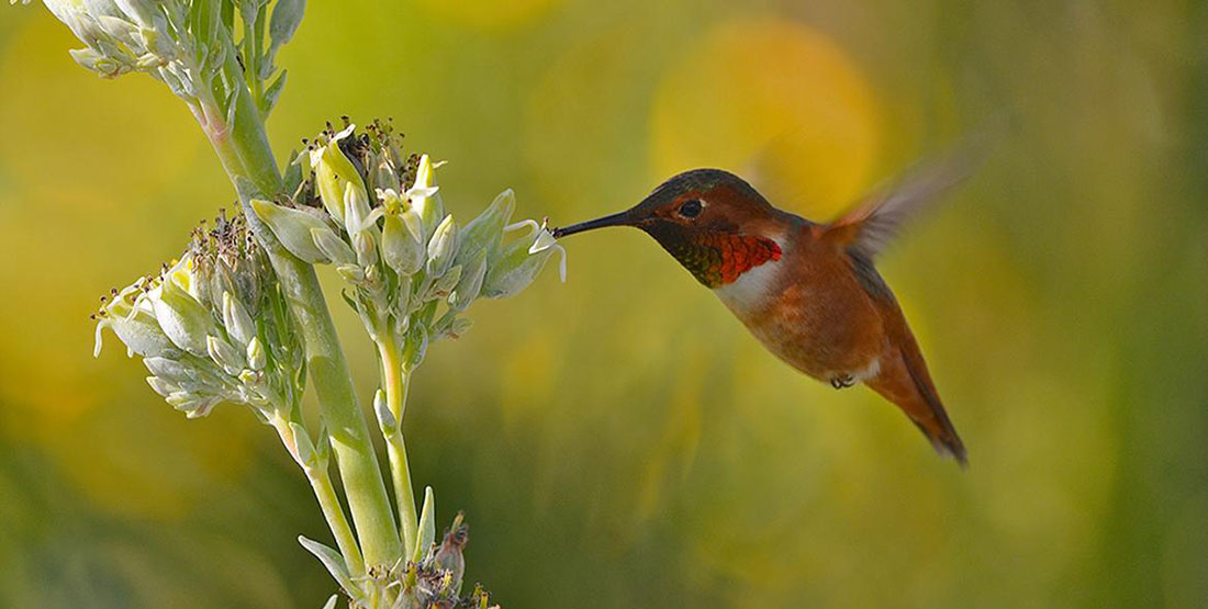 The mystery of these tiny, but hearty, birds is starting to unfold.