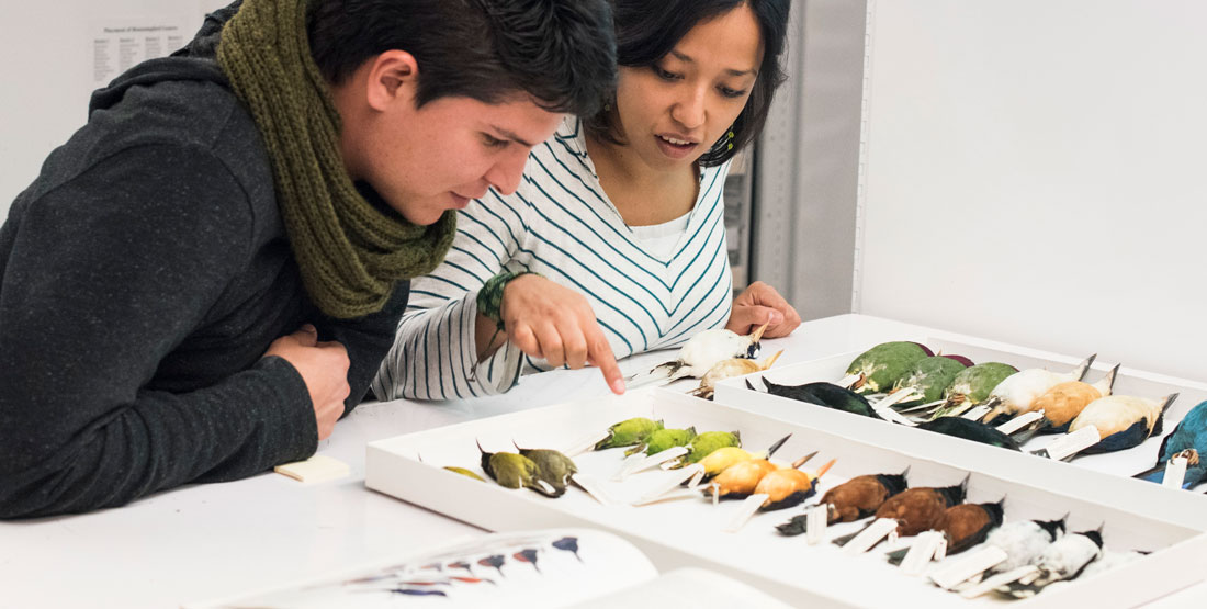 a man and a woman look closely at rows of bird specimens from the collection