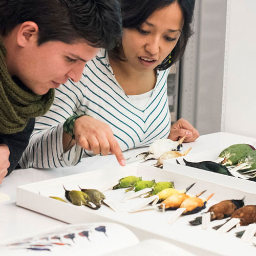 a man and a woman look closely at a collection of bird specimens