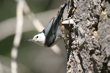 close up of a bird taking off in flight from a tree