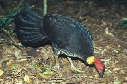 a large bird with black coat, yellow neck and red head pecks food off the ground