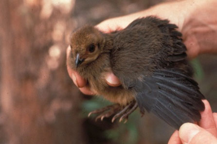 a fuzzy baby chick being held by a researcher with its wing expanded slightly
