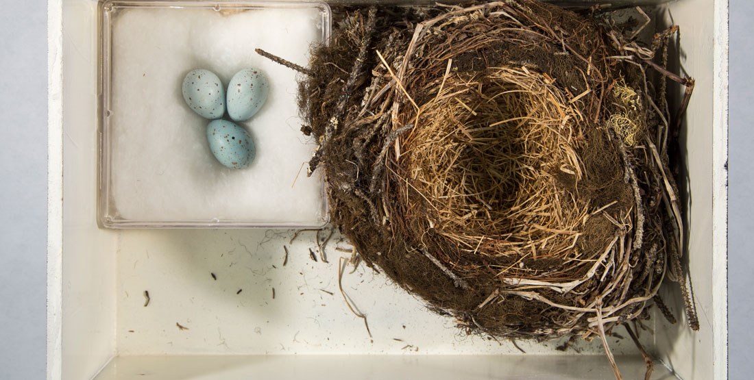 a bird nest with its egg clutch in a box next to it