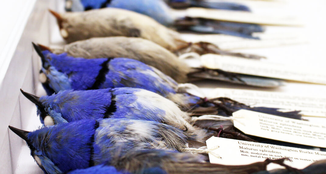 blue and black bird specimens lay in a row