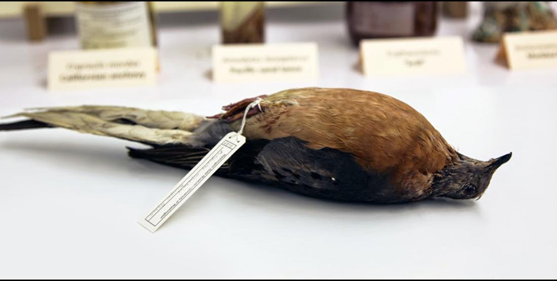 museum bird specimen laying flat with collection tag around its foot