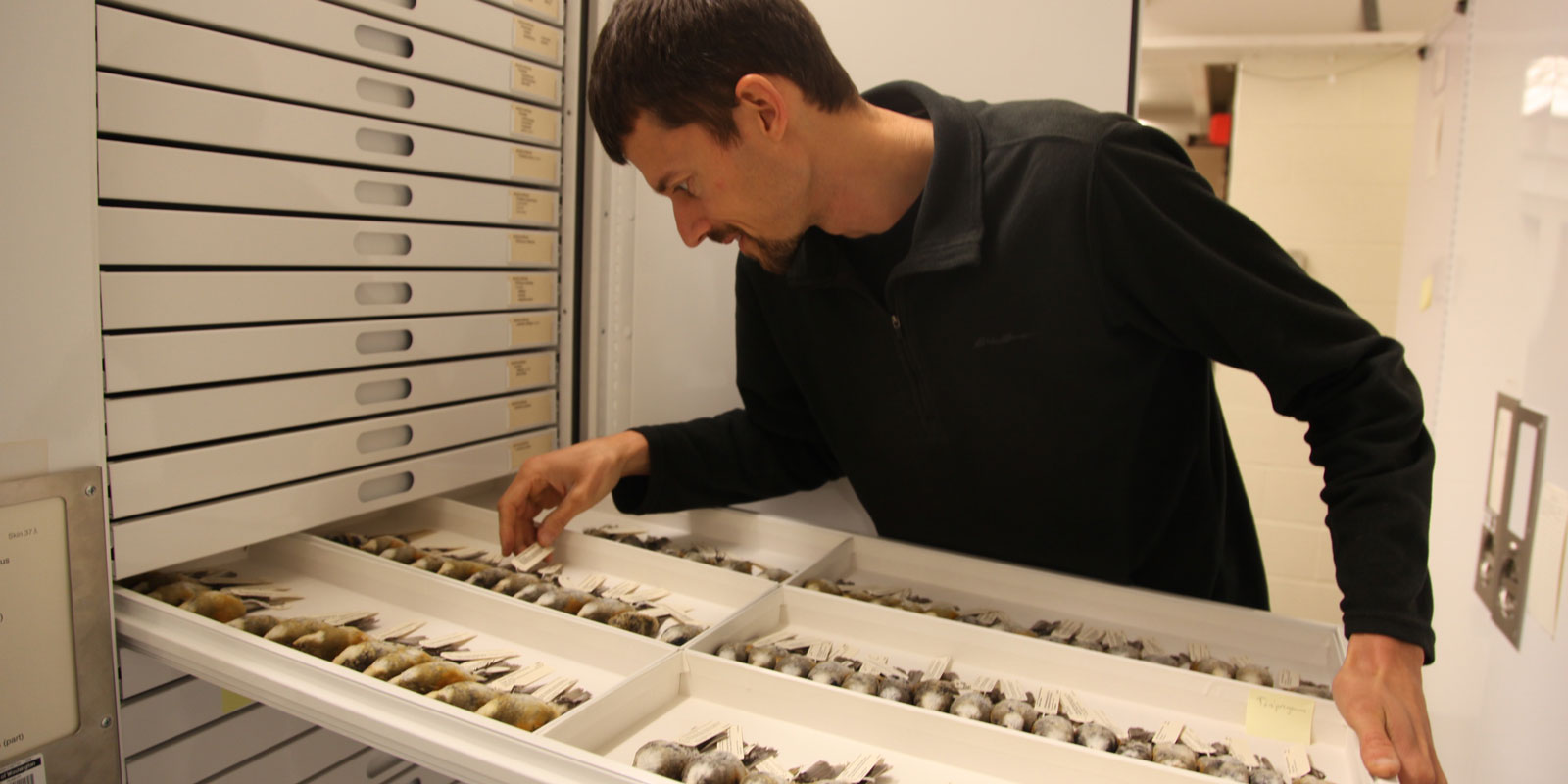 A male reseracher opening a collections drawer containing collected bird