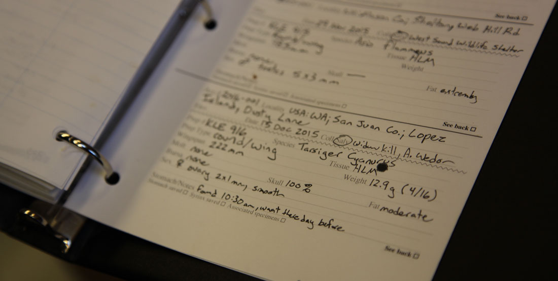 A view of the notebook containing notes about the Red-flanked Bluetail bird