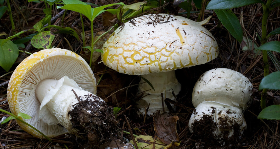 several mushrooms growing in the wild