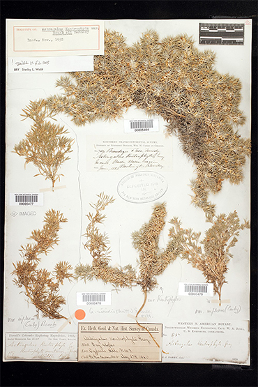 a plant specimen pressed on a sheet of paper
