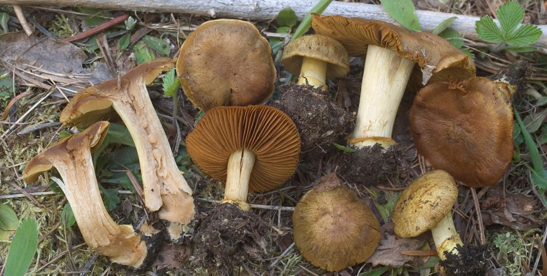 Picked Fungi specimens laying on the ground in the forest