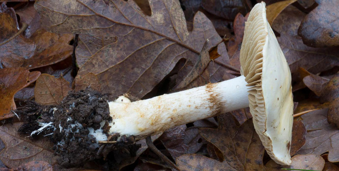 A single picked fungi specimen laying on the ground