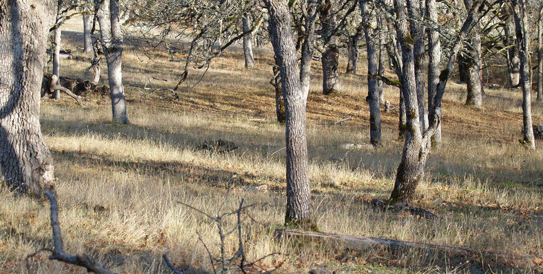 Photo of trees and grasses in the Columbia Gorge