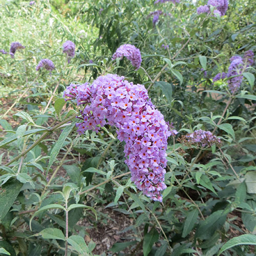 A plant with purple flower