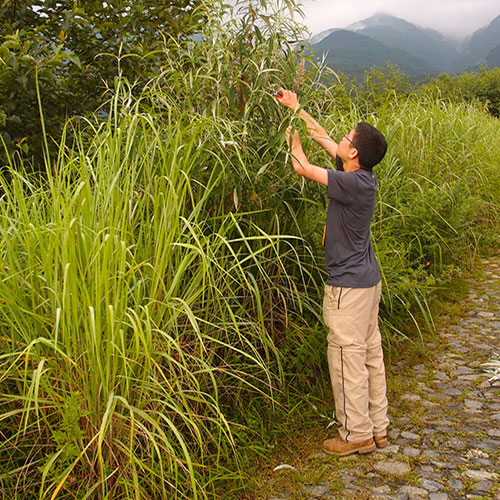 A man collects plants from a field with tall grass