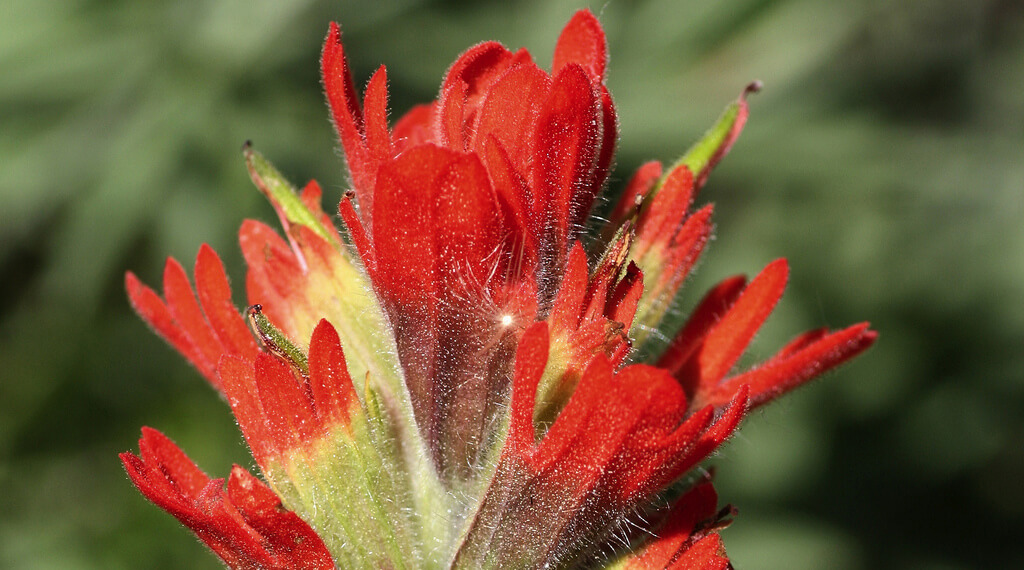 a bright red flowering plant in bloom