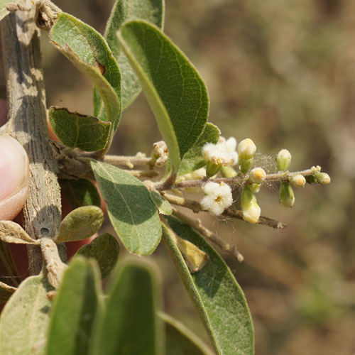 close up of a hand holding a flowering plant