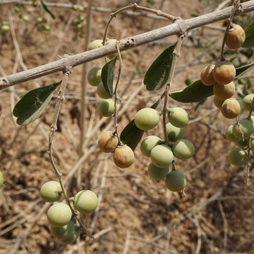 chains of fruits hang from a branch on one of the trees