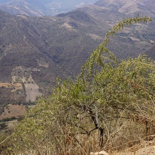 a flowering plant on the edge of a cliff with mountains in the background