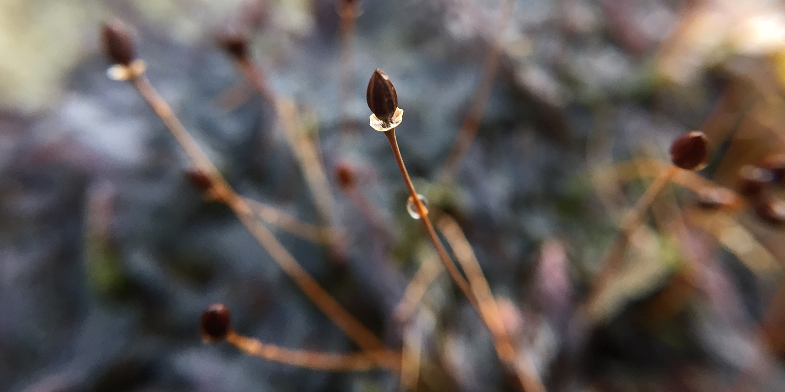 A close up view of a plant with closed bud