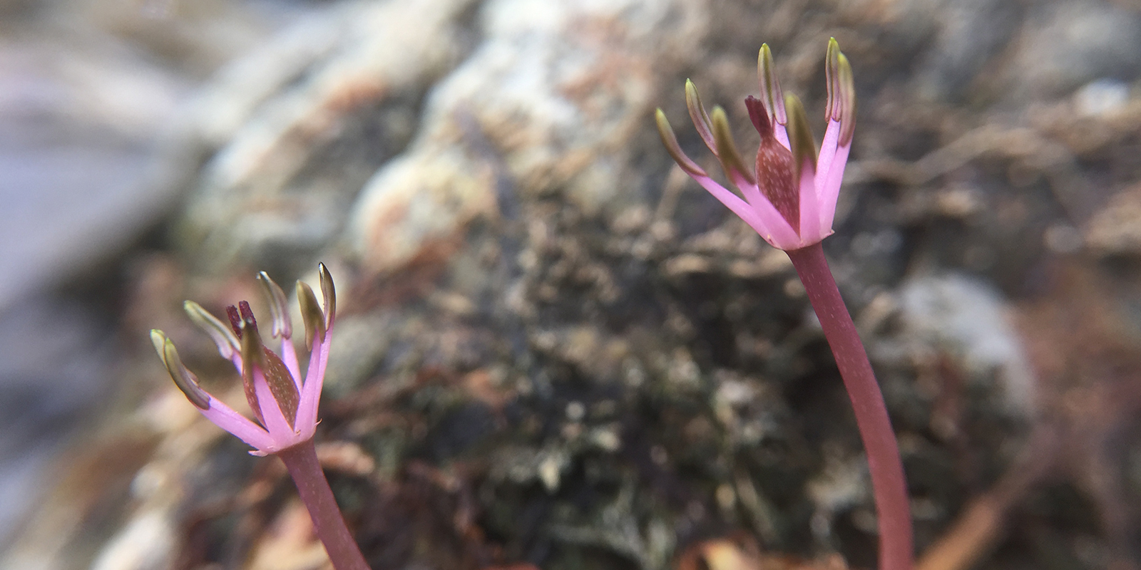 A close up view of a blooming purple plant