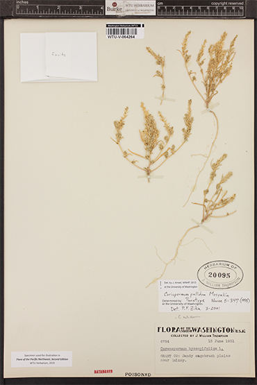 A plant specimen pressed on a sheet of paper