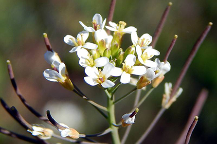 close up of a flowering plant