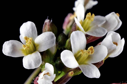 close up of a flowering plant