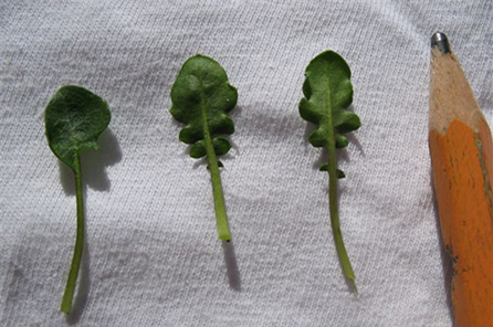 close up of leaves